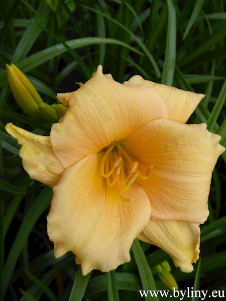 Hemerocallis Mini Pearl C3