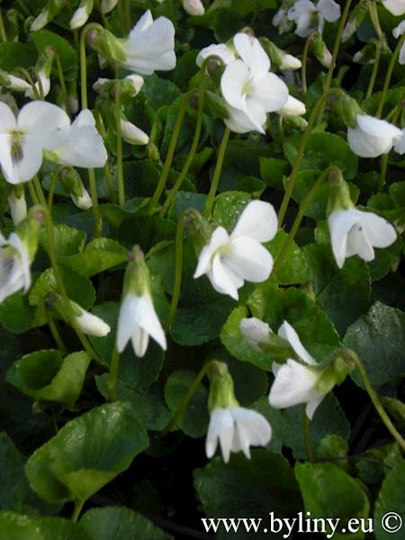 Viola w odmianach p9