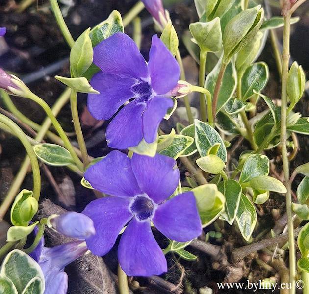 Vinca minor Ralph Shugert p9