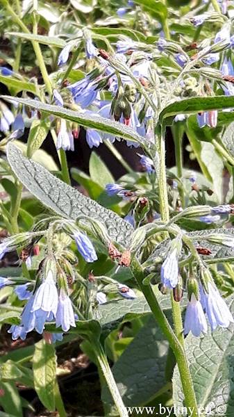 Symphytum azureum C1,5