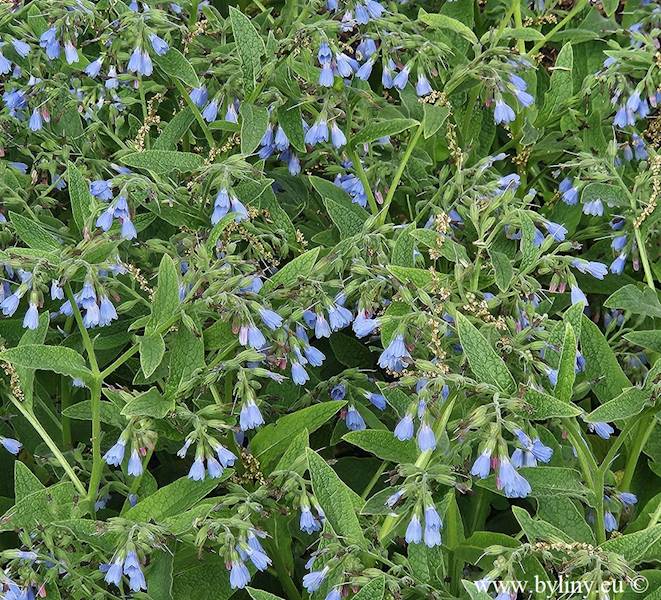 Symphytum azureum C1,5