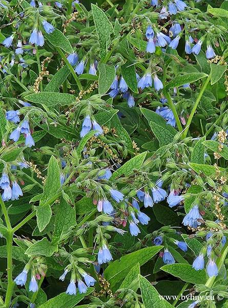 Symphytum azureum C1,5
