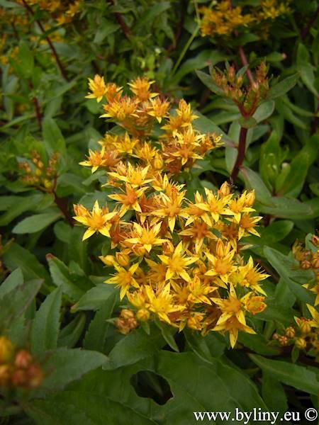 Sedum aizoon C1,5