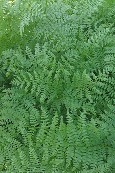 Pteridium aquilinum C2