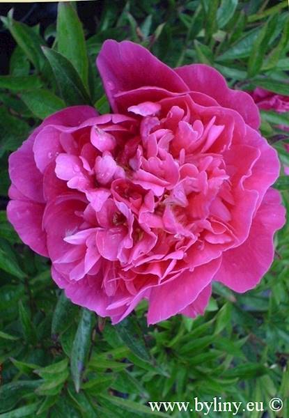 Paeonia Kanzas C2
