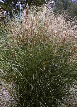 Miscanthus sinensis Ferner Osten C1,5