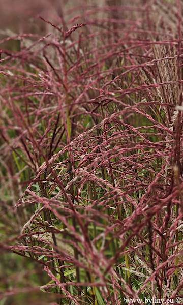 Miscanthus sinensis Ferner Osten C1,5
