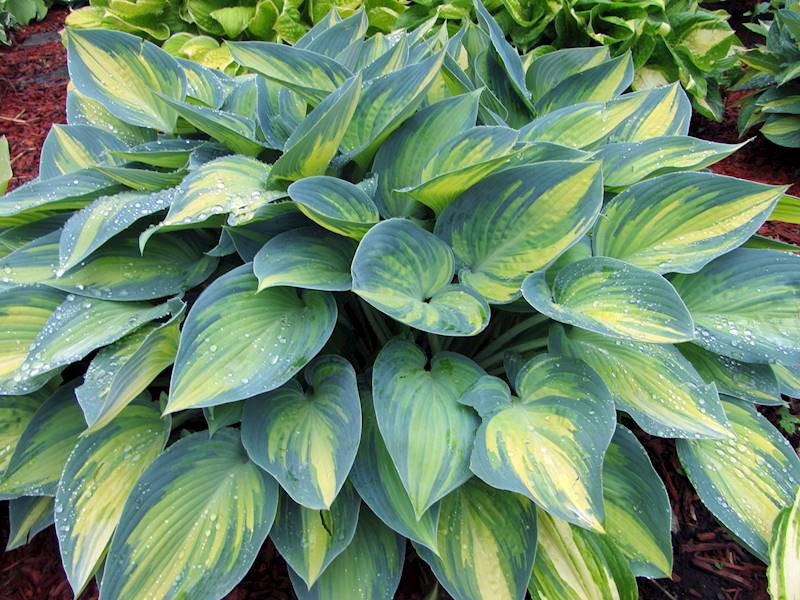 Hosta June ® C1,5