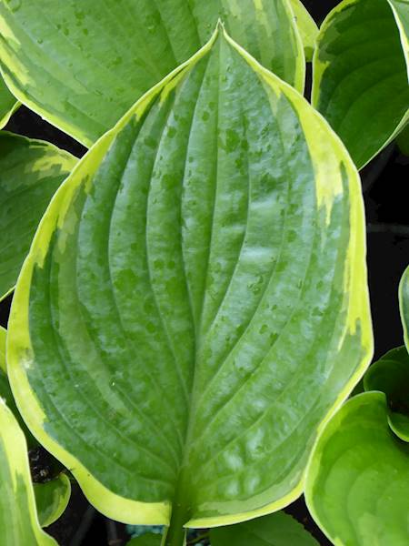 Hosta fortunei Aureomarginata C1,5