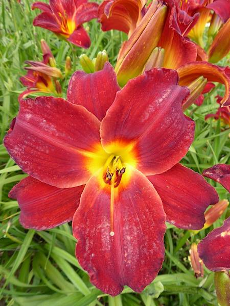 Hemerocallis Ed Murray czerwony C3
