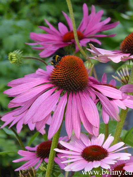 Echinacea purpurea Magnus C1,5