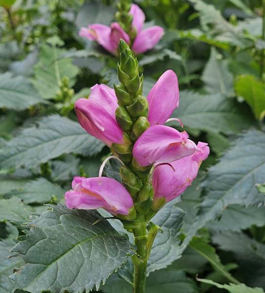 Chelone lyonii Hot Lips C3