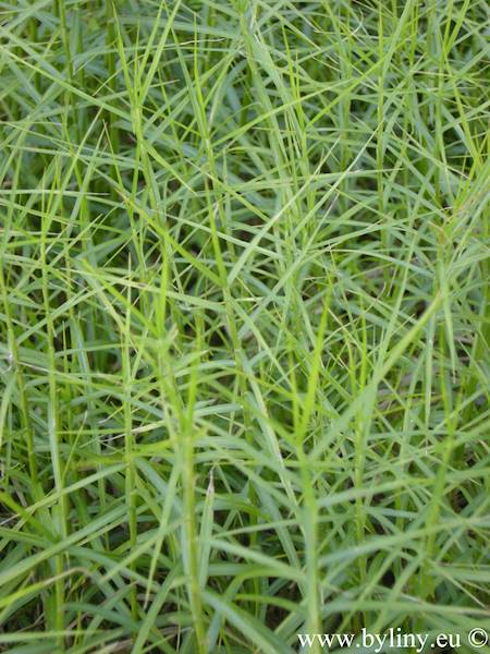 Carex muscingumensis Little Midge p11