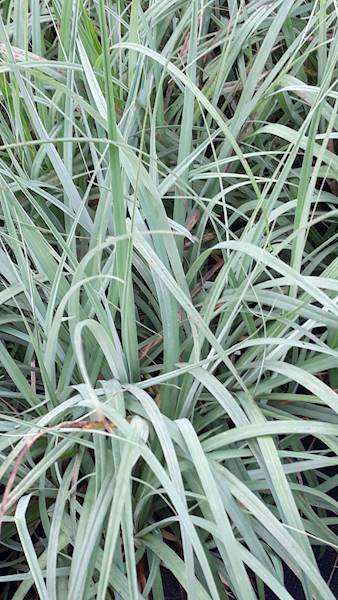 Carex glauca C1,5