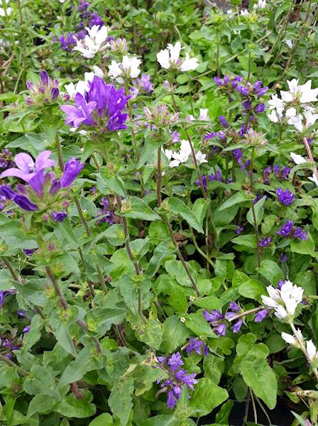 Campanula glomerata C1,5