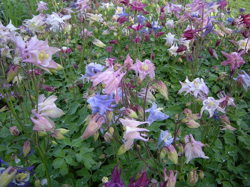 Aquilegia caerulea Bidermeier C1,5