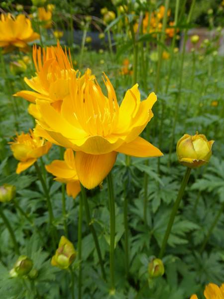 Trollius europaeus C1,5