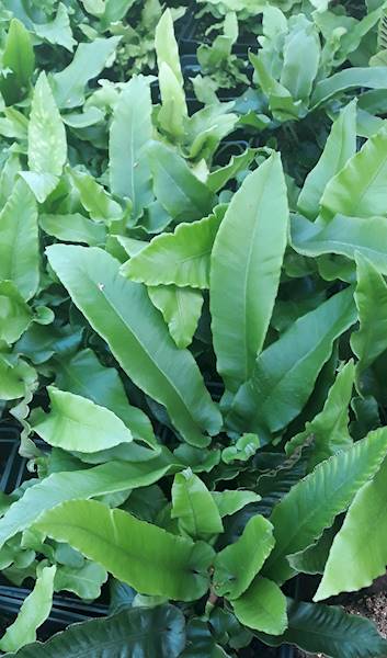 Phyllitis scolopendrium C1,5