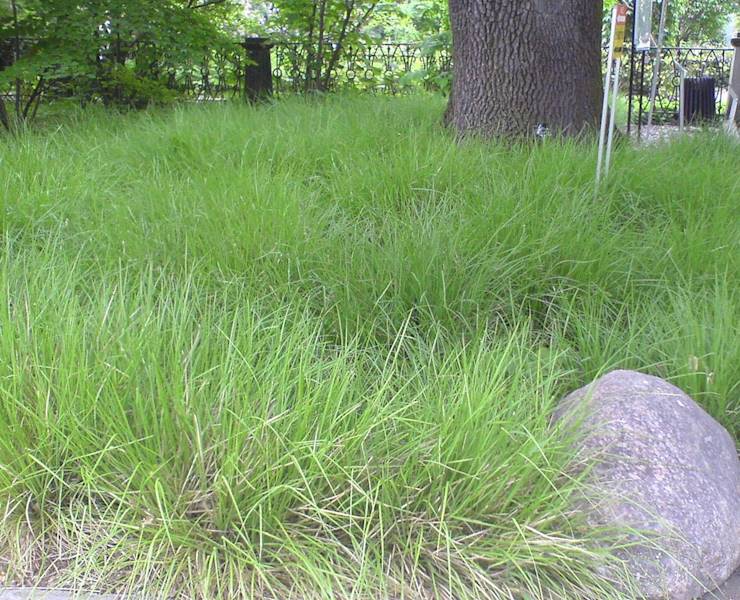 Sesleria autumnalis C1,5