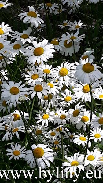 Leucantheum vulgare C1,5