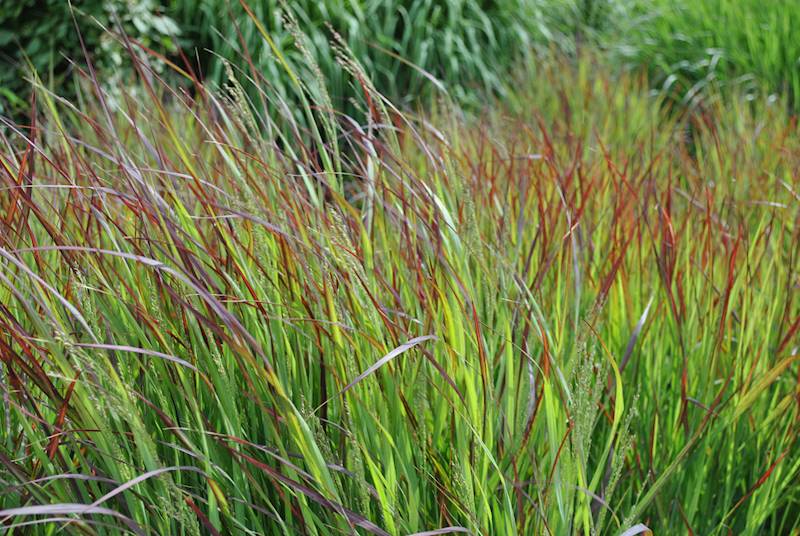 Panicum virgatum Shenandoah C2