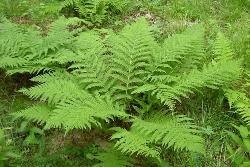 Athyrium filix-femina C2