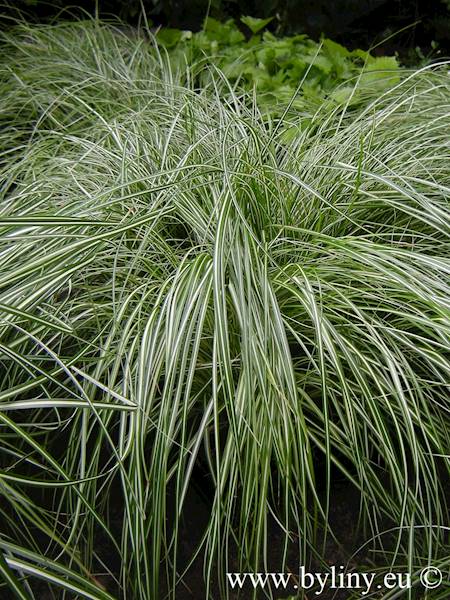 Carex oshimensis Evergold C1,5
