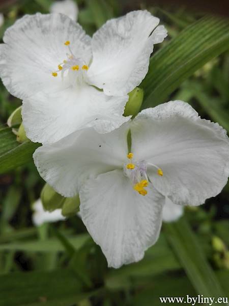 Tradescantia (A) Danielle C1,5