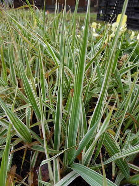 Phalaris arundinacea Variegata p11
