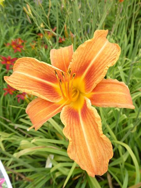 Hemerocallis fulva C3