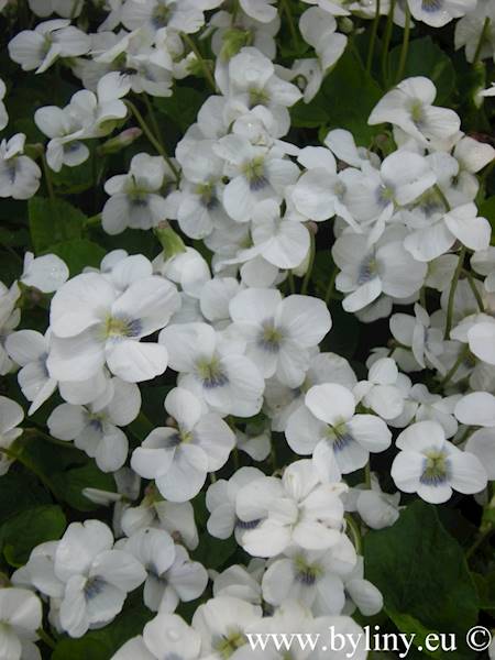 Viola odorata Alba p9