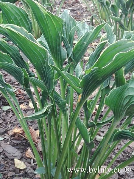 Hosta Praying Hands C1,5