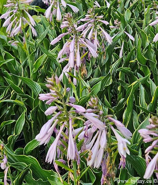 Hosta Praying Hands C1,5