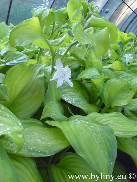 Hosta Guacamole zielona C1,5