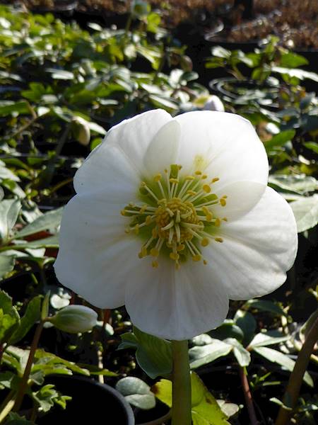 Helleborus Niger p9