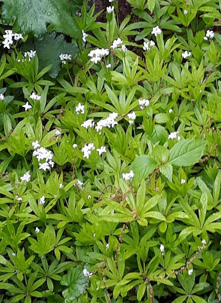 Galium odoratum (Asperula) p9