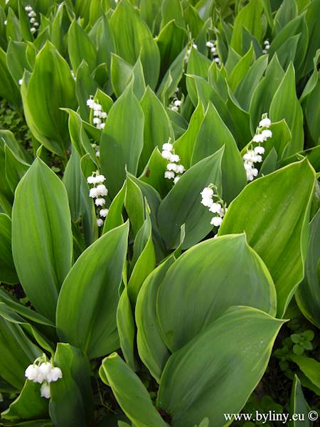 Convallaria majalis Aureomarginata p9
