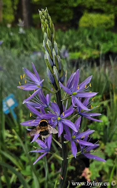 Camassia leichtlini Caerulea C1,5