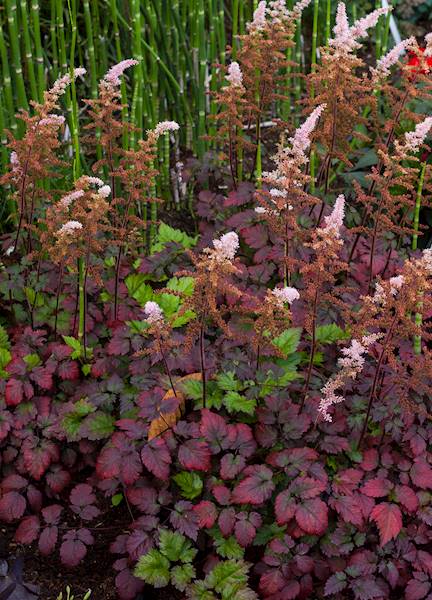 Astilbe x arendsii Color Flash ® C2