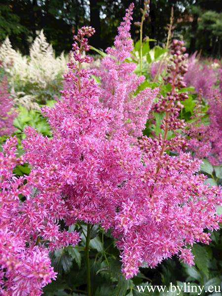 Astilbe japonica Mainz C2