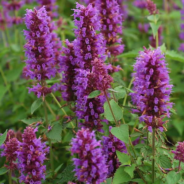 Agastache Blue Boa ® C1,5