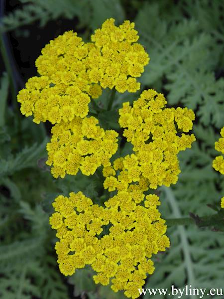 Achillea Moonshine C1,5