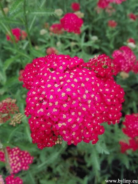 Achillea millefolium Paprica C1,5