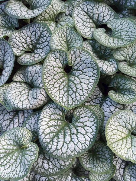 Brunnera macrophylla Sea Heart ® C1,5