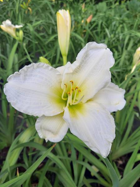 Hemerocallis Gentle Shepherd C3
