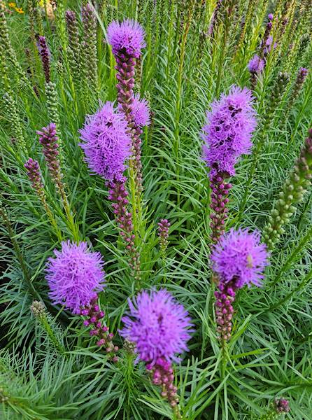 Liatris spicata C2