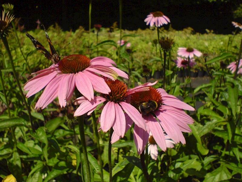 Echinacea purpurea C1,5