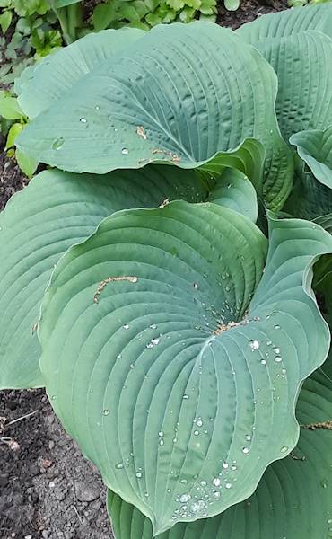 Hosta glauca C3