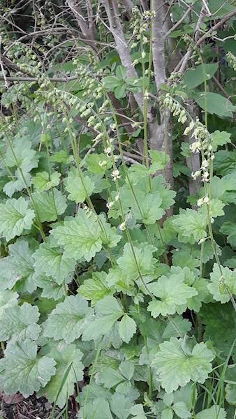 Tellima grandiflora C1,5