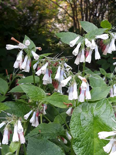 Symphytum grandiflorum C1,5